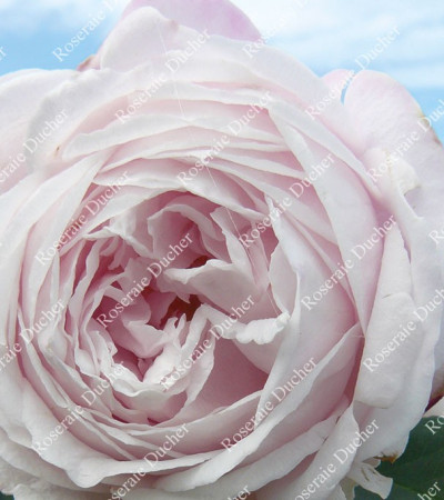 Rosier grimpant Marie Dermar