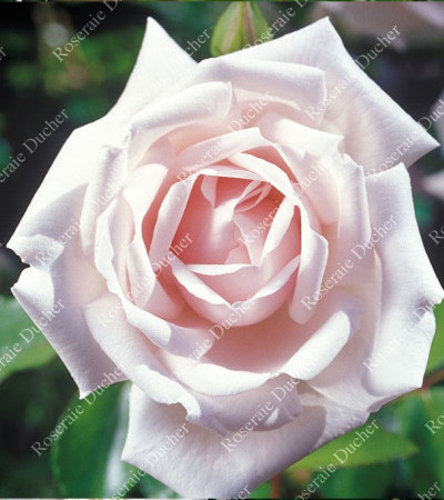 Climbing rose New Dawn