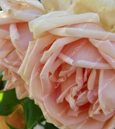 Rosier grimpant Paul Lédé