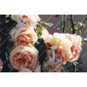 Climbing rose Paul Lede