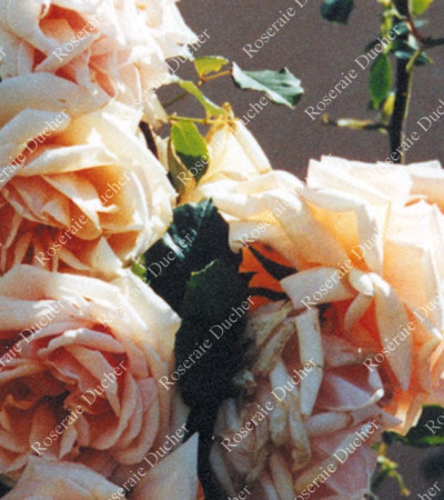 Rosier grimpant Paul Lédé