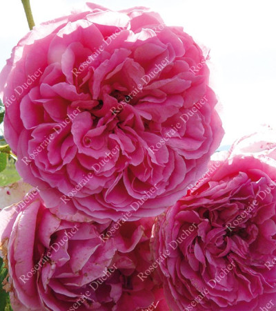 Rosier grimpant Pink Cloud