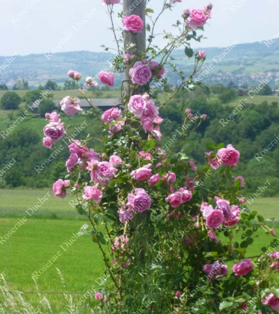 Climbing rose Pink Cloud