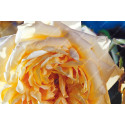 Climbing rose Reve d'Or