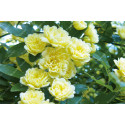 Climbing rose Rosa Banksiae Lutea