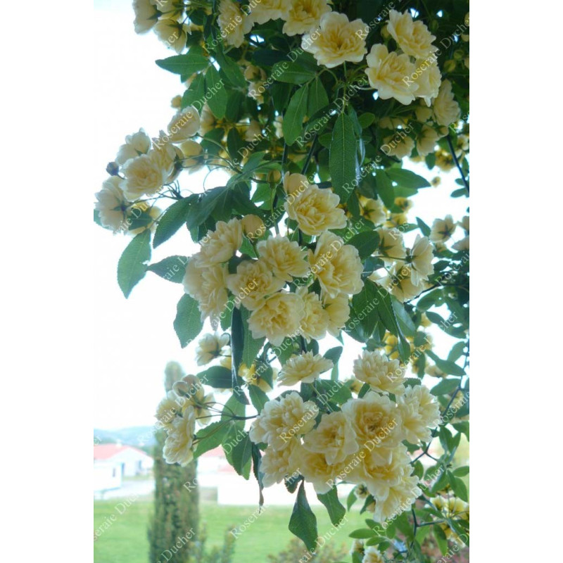 Climbing rose Rosa Banksiae Lutea