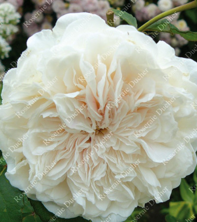 Rosier grimpant Sombreuil
