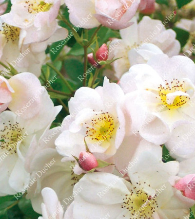 Climbing rose Sourire d'Orchidee