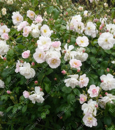 Climbing rose Sourire d'Orchidee