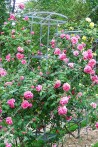 Climbing rose Souvenir de George Pernet Grimpant