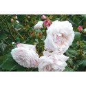 Climbing rose Souvenir de la Malmaison Grimpant
