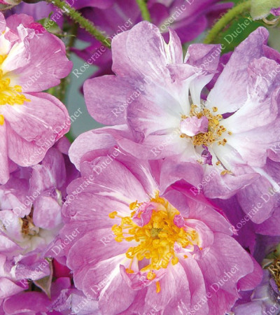 Climbing rose Veilchenblau