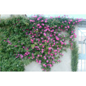 Climbing rose Zephirine Drouhin
