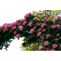 Climbing rose Zephirine Drouhin