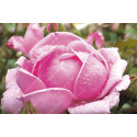 Rosier grimpant Madame Caroline Testout