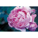 Shrub rose Archiduchesse Elisabeth d'Autriche