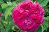 Shrub rose Ardoisee de Lyon