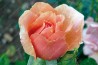 Shrub rose Belle Cuivree