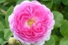 Shrub rose Bijou des Prairies