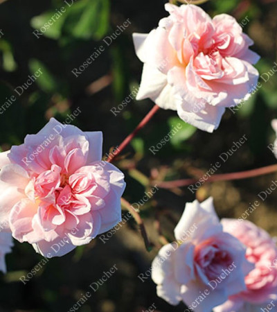 Rosier buisson Bloomfield Abundance