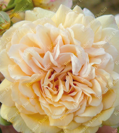 Rosier buisson Buff Beauty