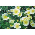 Rosier buisson Canary Bird
