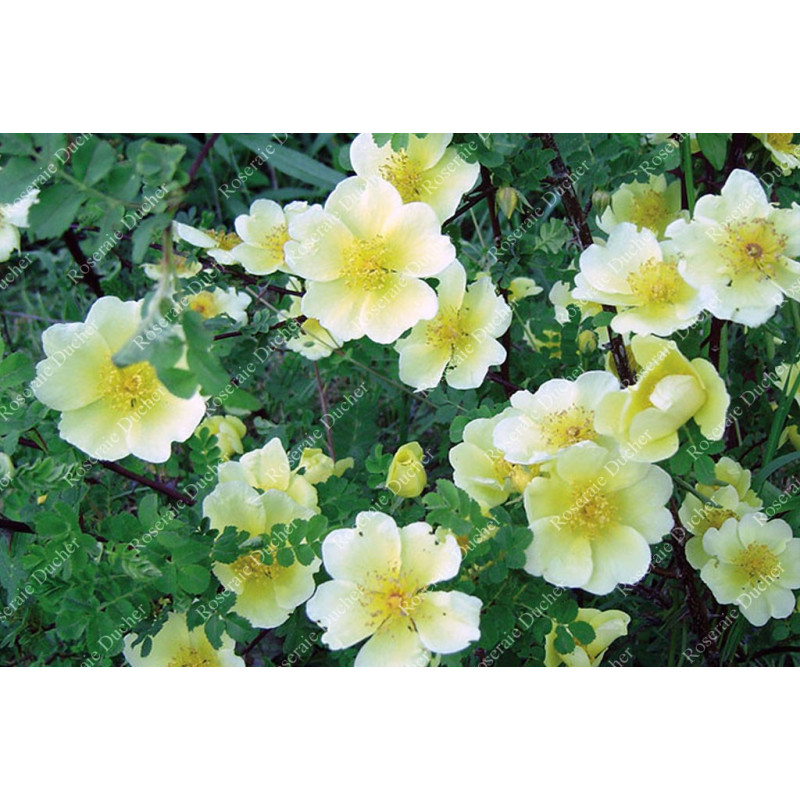 Rosier buisson Canary Bird