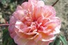 Shrub rose Clementina Carbonari