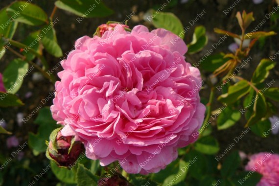 Shrub rose Comtesse Cecile de Chabrillant