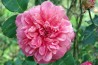 Shrub rose Coralina
