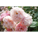 Rosier buisson Cornelia