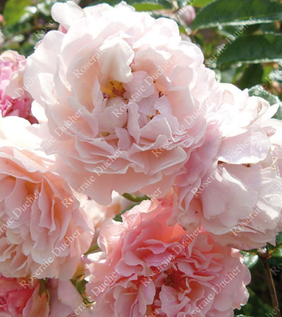 Rosier buisson Cornelia