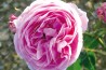 Shrub rose Coupe d'Hebe