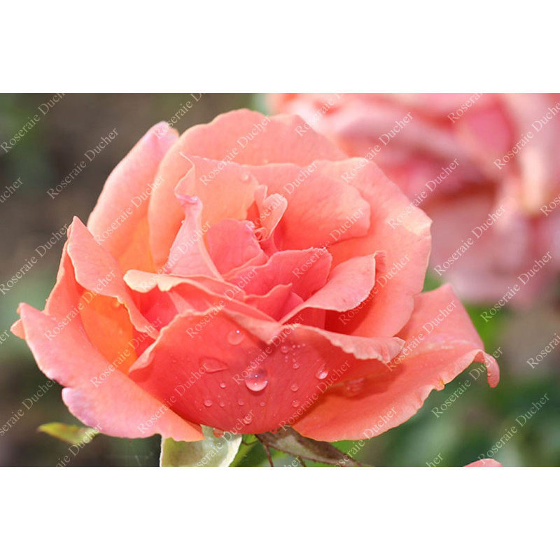 Shrub rose Duqusa de Peneranda