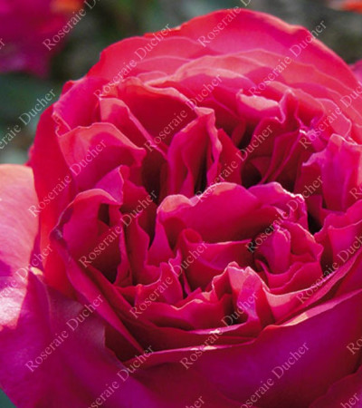 Rosier buisson Eugène Boullet