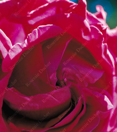 Rosier buisson Georges Dickson