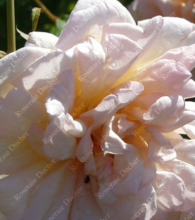 Rosier buisson Gilbert Nabonnand