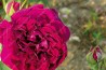 shrub rose Gloire de l'Exposition de Bruxelles
