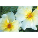 Shrub rose Golden Wings