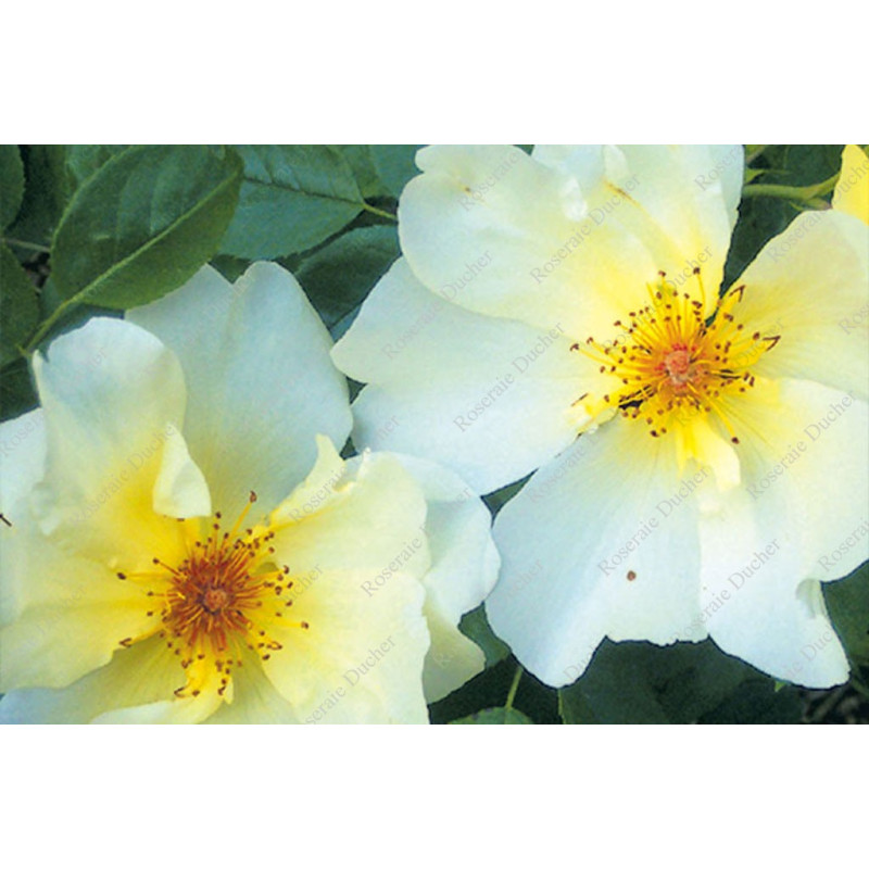 Shrub rose Golden Wings