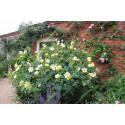 Shrub rose Golden Wings