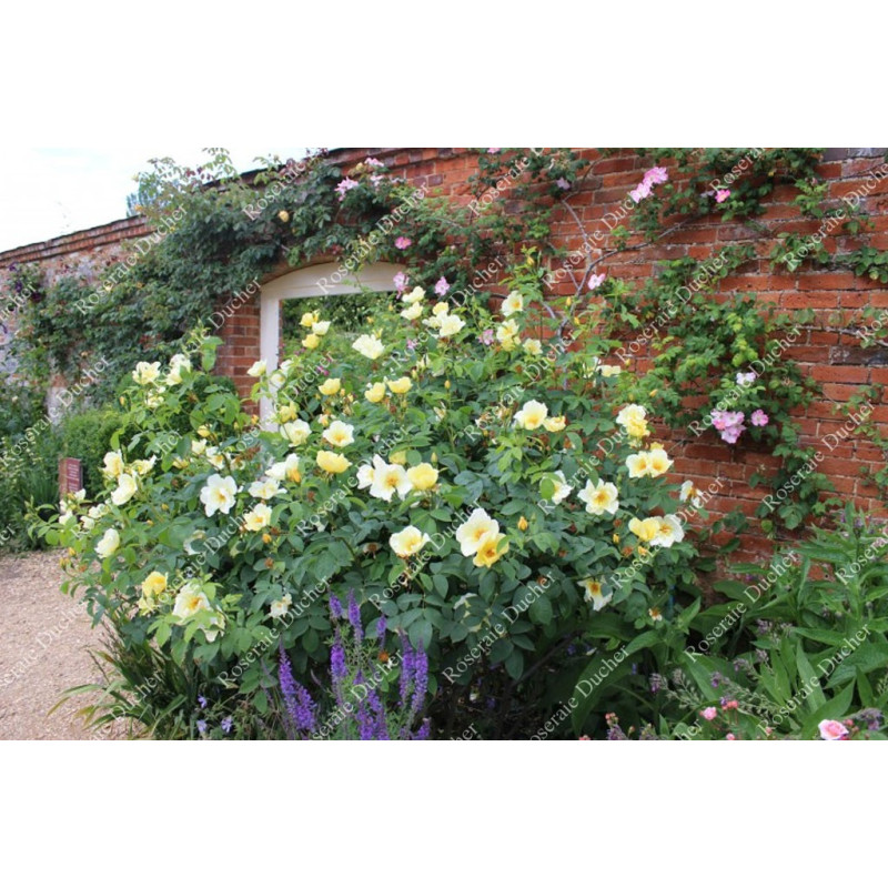 Shrub rose Golden Wings