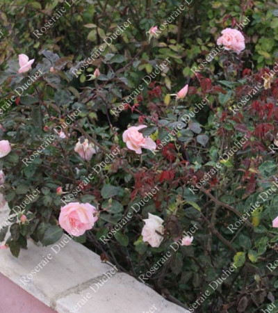 Rosier buisson Jean Ducher