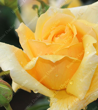 Rosier buisson Julien Potin