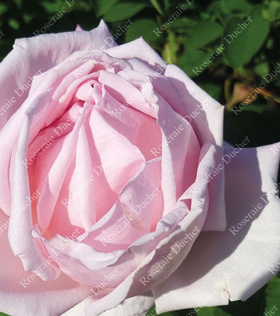 Rosier buisson La Tosca