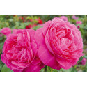 Shrub rose Le Havre