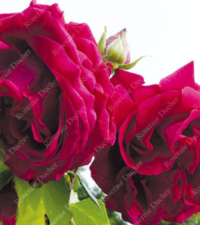 Shrub rose Louis Van Houtte