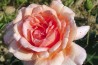 Shrub rose Louise Catherine Breslau