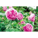 Shrub rose Louise Odier