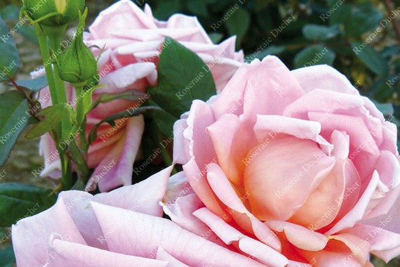 Rosier buisson Lyon Rose